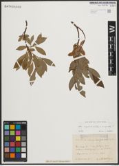 Foto von Salix appendiculata Vill. x Salix purpurea L.